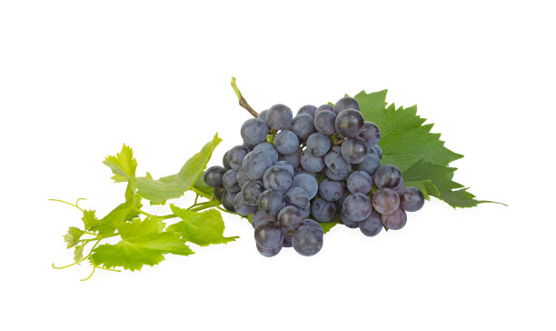 一串新鲜的黑色成熟的葡萄在绿色的叶子孤立的die cut照片在白色的背景与修剪路径图片下载