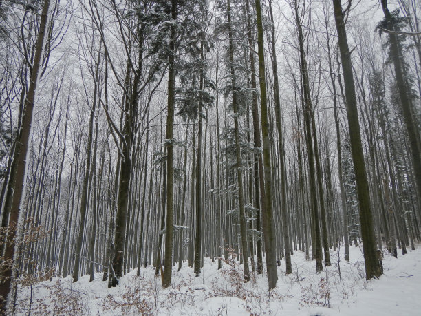 被冰雪覆盖的树木图片下载