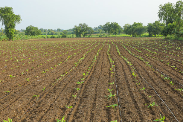 香蕉农场滴灌系统图片下载