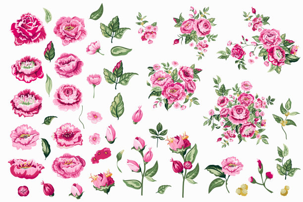 一组玫瑰花蕾和叶子。矢量插图孤立在白色背景。为婚礼，披肩，织物，母亲节，情人节，封面，卡片，请柬，祝贺图片下载