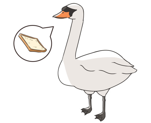 疣鼻天鹅喂养图片下载