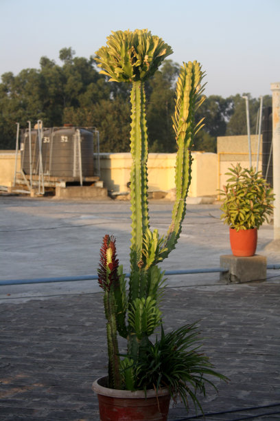 非洲的一种乳树(三角大戟属)，形态各异图片下载