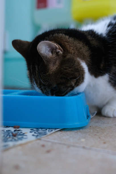 宠物猫特写图片下载
