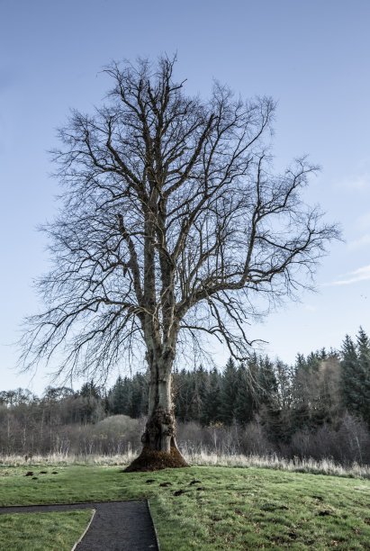 绿野的树木和牧场。图片下载