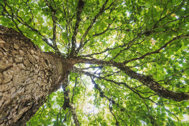 低角度的大热带树沿树干与阳光下的绿叶，帕伦克，恰帕斯，墨西哥图片下载
