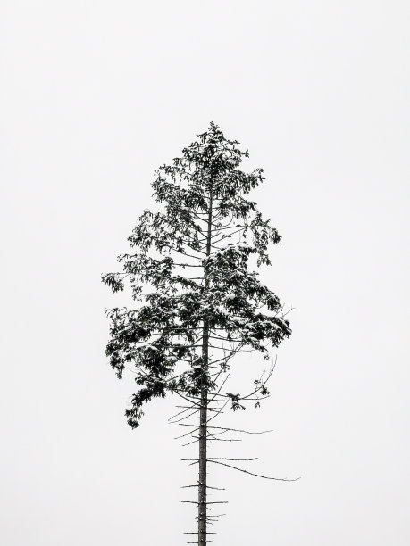 灰白色的天空映衬着干燥的松树顶图片下载