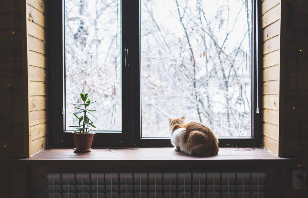 猫坐在窗台上，看着冬天的风景图片下载