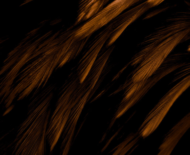 美丽的抽象橙色羽毛在黑暗的背景，柔软的棕色羽毛纹理在图案背景，黄色羽毛背景，爱情主题，情人节图片下载