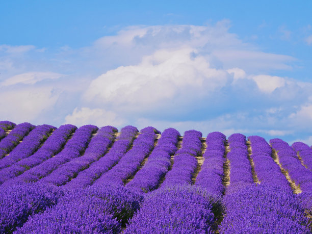 薰衣草田，紫色的薰衣草花盛开在夏天，和脊花形成一个圆拱图片下载