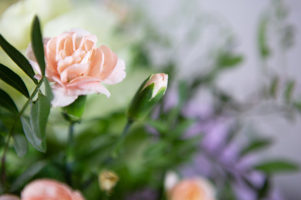 一束粉红色的康乃馨花在一个新鲜美丽的花束，照片与选择性焦点图片下载