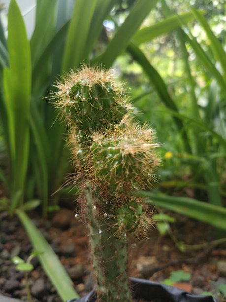 仙人掌图片下载