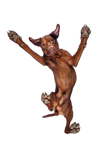 狗从上面往下看图片下载