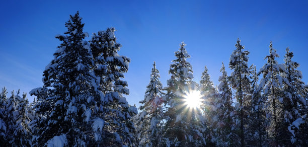 冬天的景色是白雪皑皑的森林松树，还有阳光和蓝天图片下载