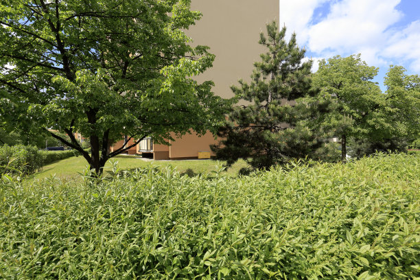 许多树木和灌木美化了住宅区图片下载