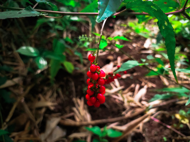 红色的水果图片下载
