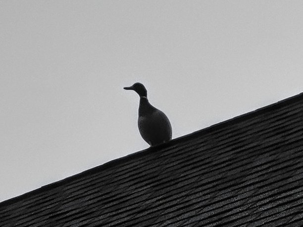 屋顶上的一只鸭子图片下载