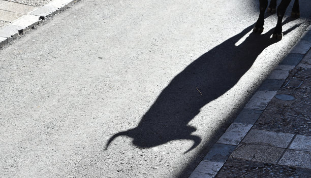 牛的角图片下载