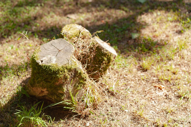 地上的老树桩图片下载
