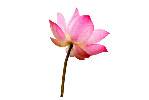粉红色的荷花孤立在白色的背景上。文件包含与剪切路径，所以很容易工作。图片下载
