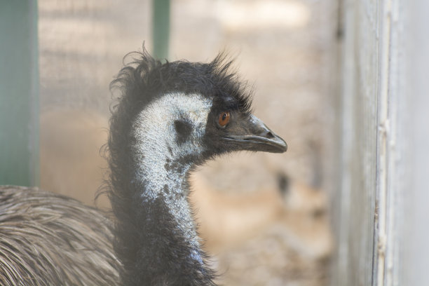 澳洲特有鸟类鸸鹋 портрет图片下载