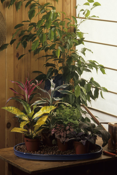 巴豆属植物图片下载