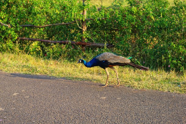 美丽的孔雀穿过马路图片下载