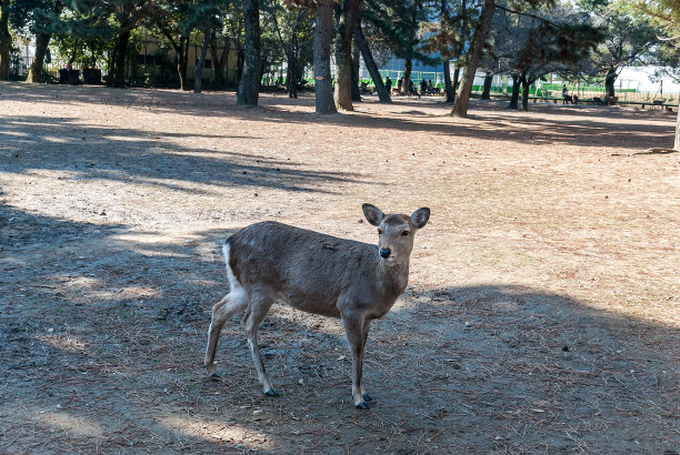 野生动物图片下载