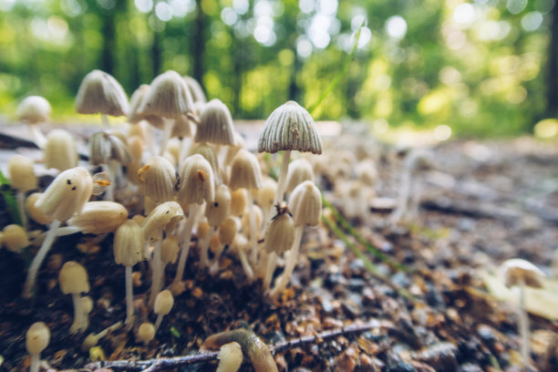 森林真菌蘑菇帽生长在森林背景的泥土中。库存照片选择焦点。模糊的背景。图片下载