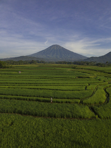美丽的早晨在印度尼西亚的稻田与Sumbing山图片下载