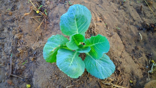 新鲜卷心菜地的风景。图片下载