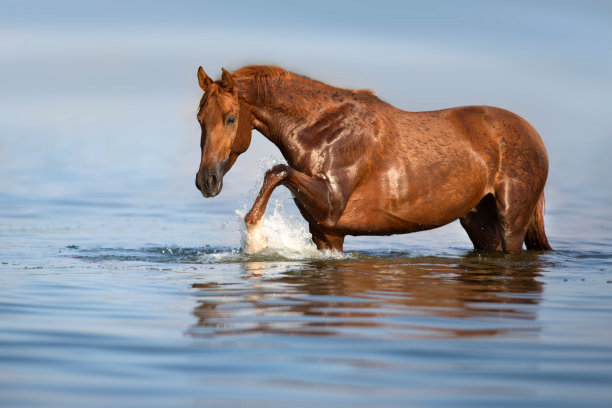 河里的红马图片下载