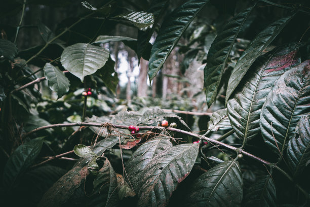 我想摘点咖啡籽自己煮图片下载