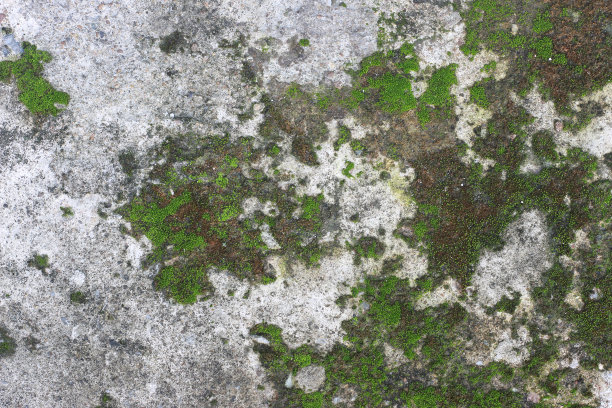 背景纹理:旧混凝土板表面覆盖苔藓或藻类图片下载