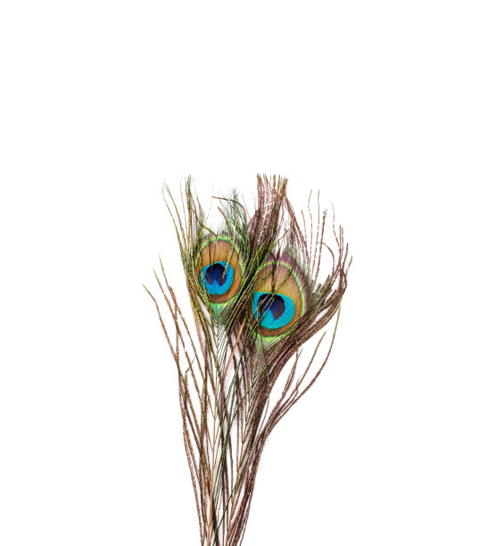 孔雀羽毛孤立在白色背景上。微距镜头。图片下载