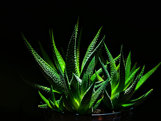 一种多肉植物的亚种，在黑色背景下具有明亮的颜色。绿叶上有白色斑点图片下载