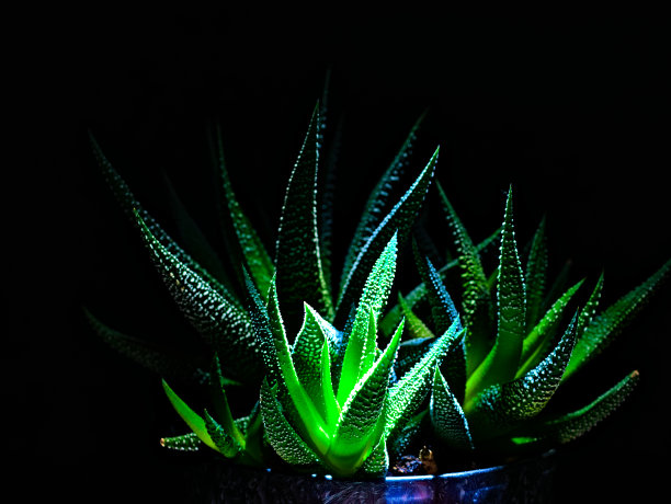 一种室内植物，多肉植物的亚种，在黑色背景下有明亮的颜色。绿叶上有白色斑点图片下载