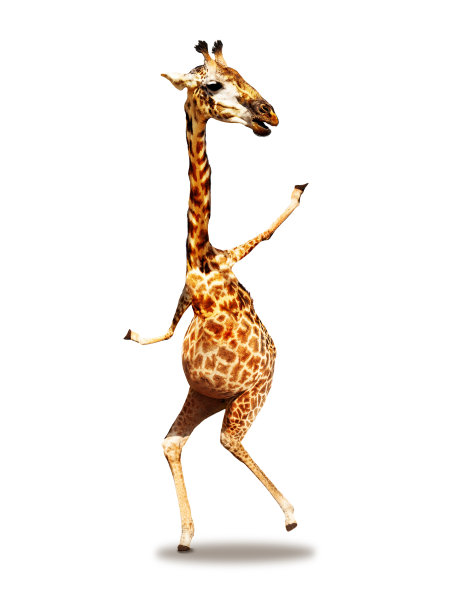 跳舞照片的长颈鹿字符在白色图片下载