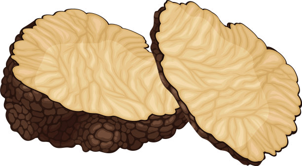 块菌和地下子囊菌的薄片图片下载