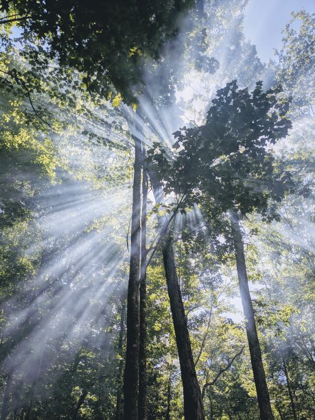 篝火的烟雾和阳光穿过树林图片下载