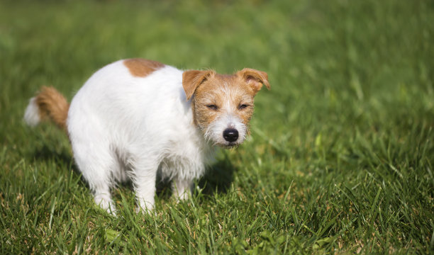 小狗在洗他的厕所，宠物粪便图片下载