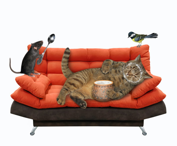 红沙发上的猫吃酸奶油图片下载