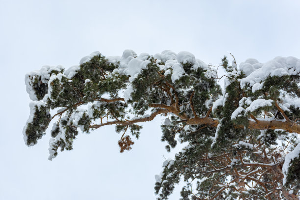 森林里白雪覆盖的松树。云杉针叶上的雪堆。图片下载