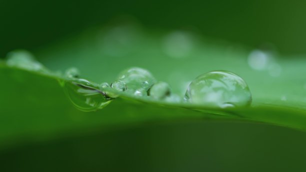 叶子上的水滴图片下载