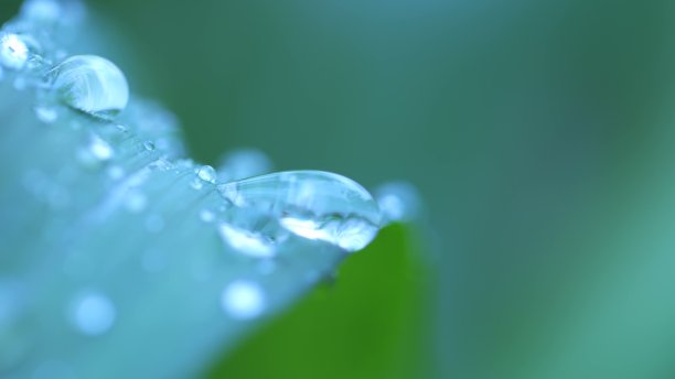 叶子上的水滴图片下载