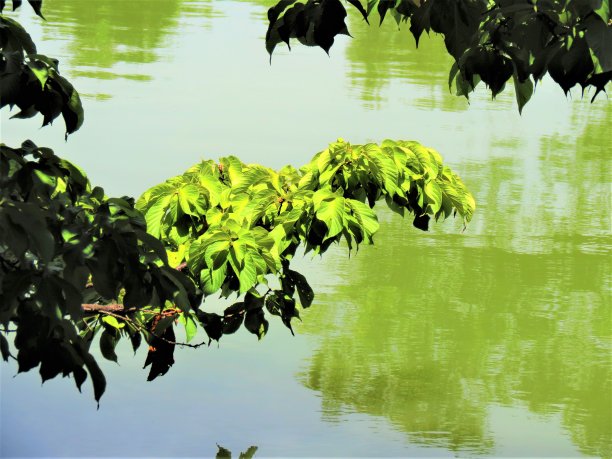 自然景观。树枝与树叶在自然景观。图片下载