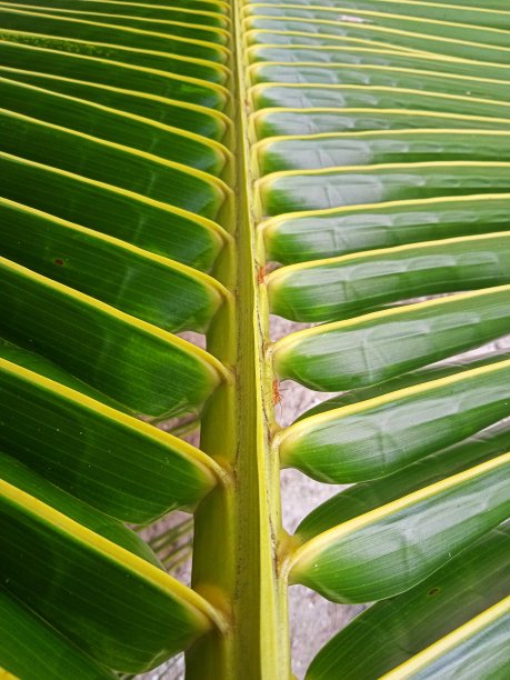 椰子叶的形状和模型图片下载