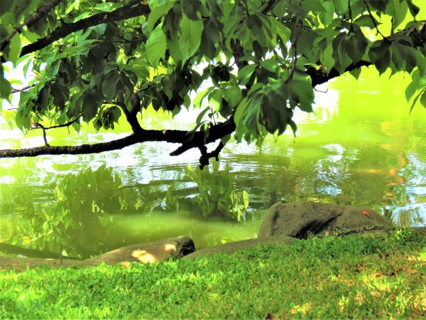 自然景观。树枝与树叶在自然景观。图片下载