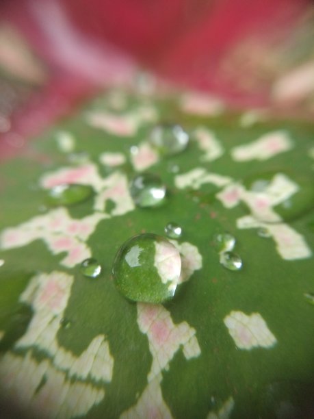 雨滴落在树叶上图片下载