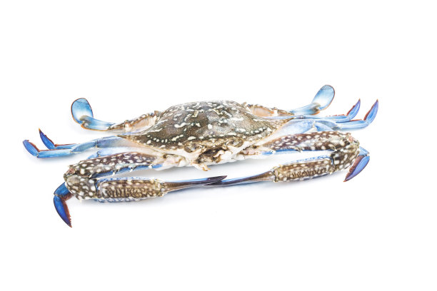 蓝色蟹孤立在白色背景上图片下载