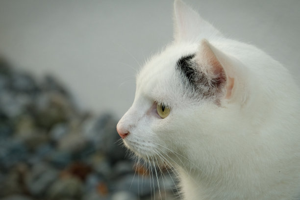 猫的肖像图片下载